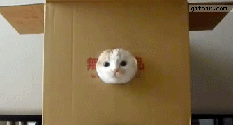 cutest-kitten-gifs-box