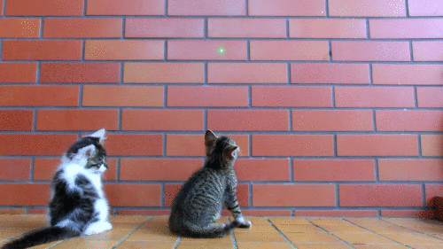 Kitten Plays With A Laser GIF