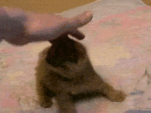 Cute Baby Cat GIFs