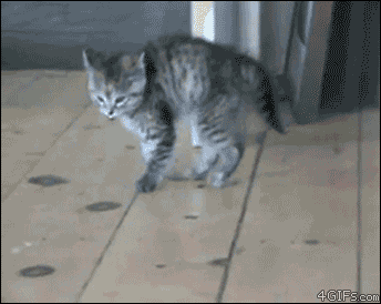 Scared Kitten GIF