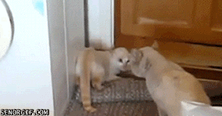 Upside Down Funny Cat GIF