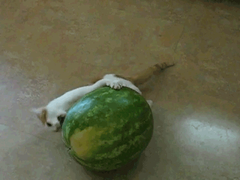 Kitten GIFs Eating Watermelon