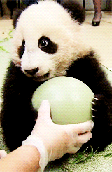 Panda Cub Protects His Ball GIF
