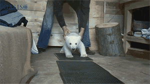 Baby Polar Bear Learns To Walk