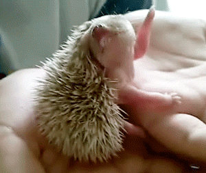Baby Hedgehog GIF