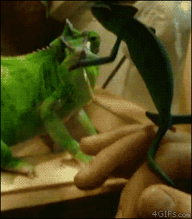 Lizards GIF