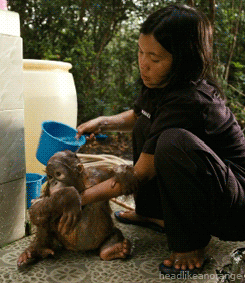 Baby Orangutan Bath