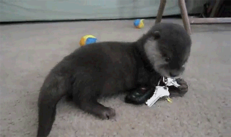 Cutest Baby Animal GIFs Baby Otter