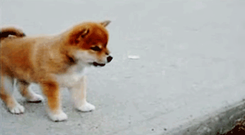 The Cutest Baby Animal GIFs Ever Seen