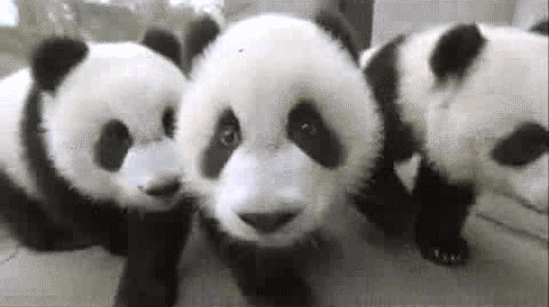 Cutest Panda GIFs Baby Pandas