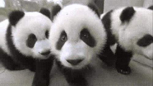 panda attack gif