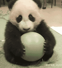 Panda Plays With Ball
