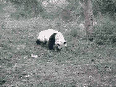 Panda Barrel Roll GIF