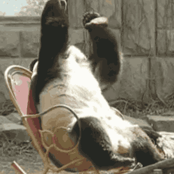 Panda On A Chair
