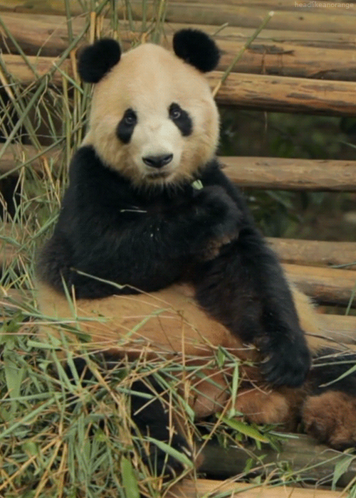 Panda GIFs Chewing Food