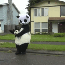 Panda Costume GIF