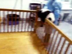 Baby Panda Crib Escape GIF