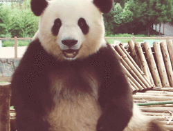 Happy Pandas GIF
