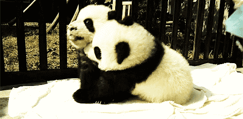 Panda Hug GIF