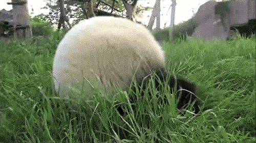 Cutest Panda GIFs Panda Ball