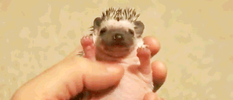 Cutest Hedgehog GIFs Baby Hedgehog