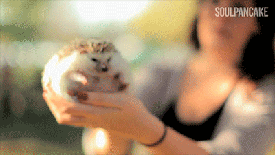 Cutest-hedgehog-gifs-ball