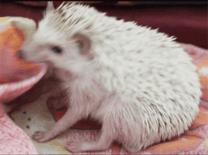 Cutest-hedgehog-gifs-bite