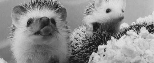 Black and White Hedgehogs GIF