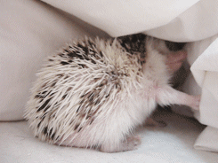 Cutest Hedgehog GIFs Hedgehog