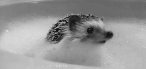 Cutest Hedgehog GIFs Bubbles