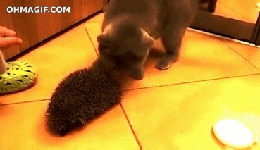 Cat and Hedgehog Gif