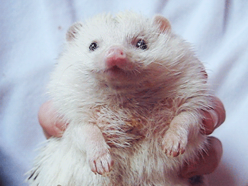 Hedgehog Chewing GIF