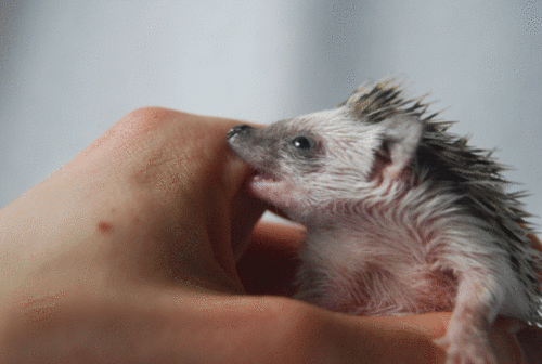 Biting Hedgehog GIF