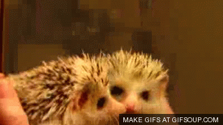 Mirror Licking Hedgehog GIF