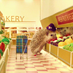 Cutest-hedgehog-gifs-shopping