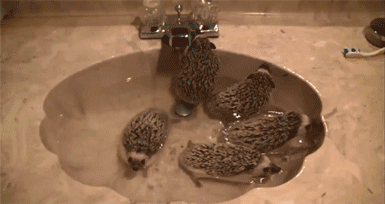 Cutest-hedgehog-gifs-sink
