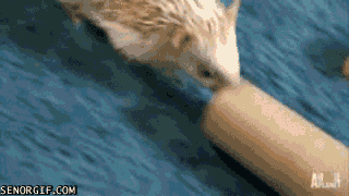 Cutest-hedgehog-gifs-tunnel