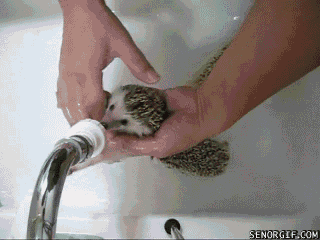 Cutest Hedgehog GIFs