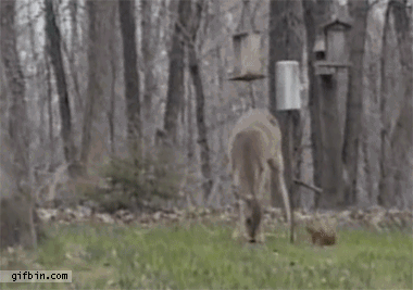 Funniest GIFs Of Animals Being Jerks Cat Versus Deer