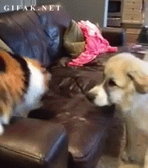 Funniest GIFs Of Animals Being Jerks Cat Slap