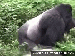 Gorilla Drag GIF