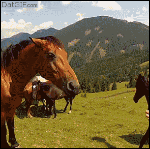 Horse Bite Funniest GIFs Of Animals Being Jerks