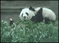 Panda Slam GIF