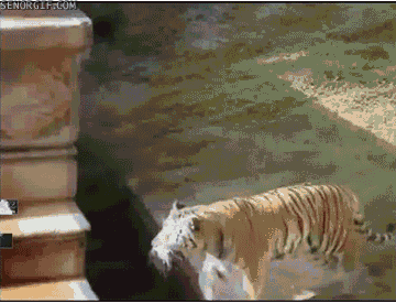 Tiger Pushes Other Tiger Into Water