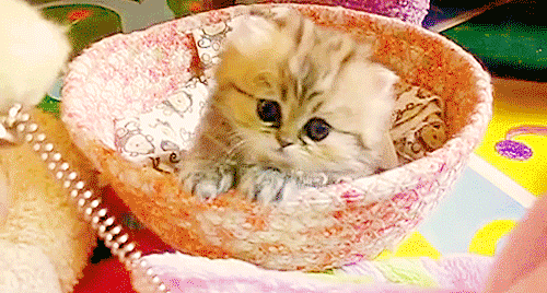 Cutest Cat GIFs Ever Kitten In Bowl
