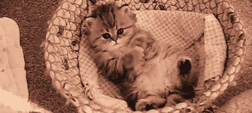The 46 Cutest Cat GIFs Ever