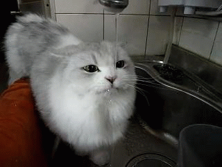 Cat Drinks For Faucet GIF
