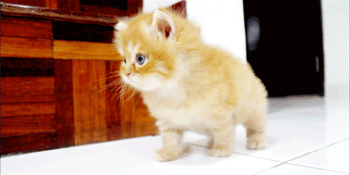 cutest-cat-gifs-fluffy-kitten