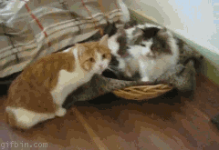 cutest-cat-gifs-hugging