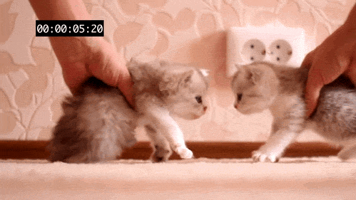 cutest-cat-gifs-kitten-head-bump